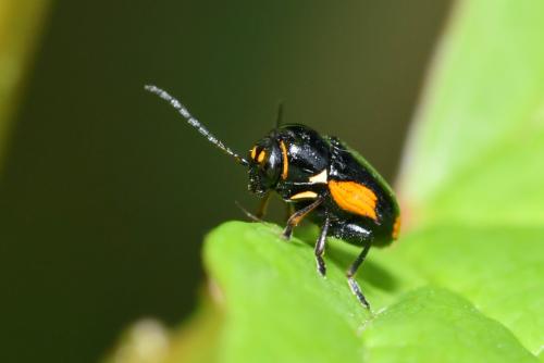 Réf. 206 675 : Cryptocephalus moraei